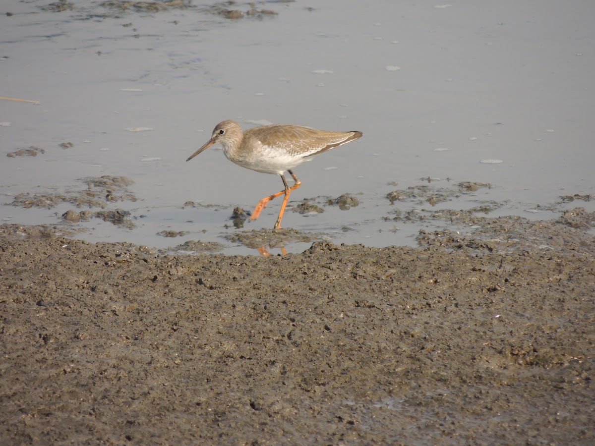 Red Shank