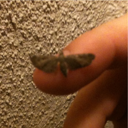 Moth