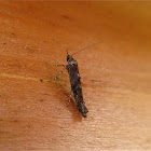 Fringe-tufted Moth