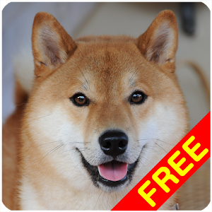 Shiba Inu Sounds (Shiba Dog) 1.6