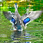 Mallard or wild duck - juvenile