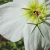 Convergent Line Lady Beetle