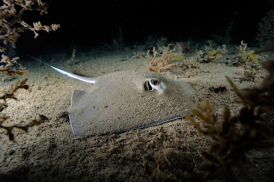 The warm, clear seas of St. Eustatius offer some of the best — sometimes unexpected — underwater entertainment in the Caribbean.