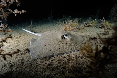The warm, clear seas of St. Eustatius offer some of the best — sometimes unexpected — underwater entertainment in the Caribbean.