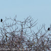 Spotless Starling; Estornino Negro