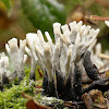 The candlestick fungus