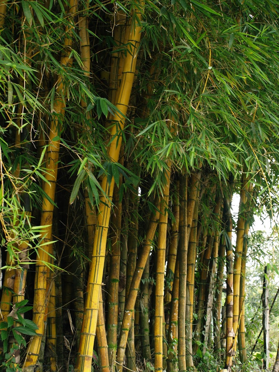 Bamboo/Bambus