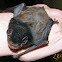 Gould's Wattled Bat