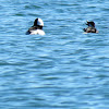 Bufflehead