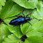 Violetter Ölkäfer, Blauer Maiwurm (Violet Oil Beetle)