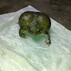 Indian balloon frog