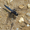 Blue Corporal dragonflies (males)