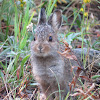 Mountain Cottontail or Nuttall's Cottontail