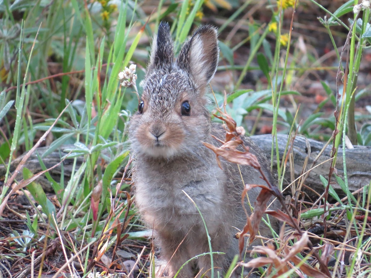 Mountain Cottontail or Nuttall's Cottontail