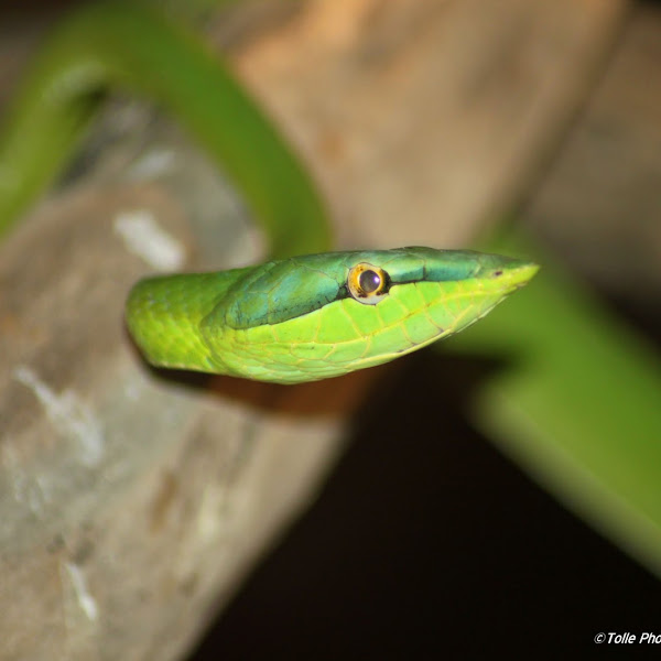 Reptiles of Central America | Project Noah