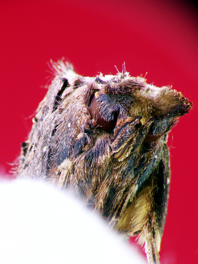 Owl moth