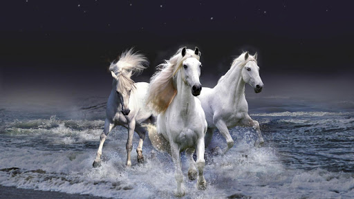 Horse HD Live Wallpaper Animal