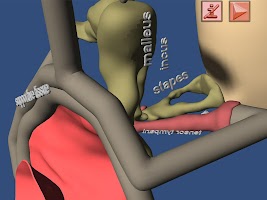 Human Ear structure in 3D APK Gambar Screenshot #12