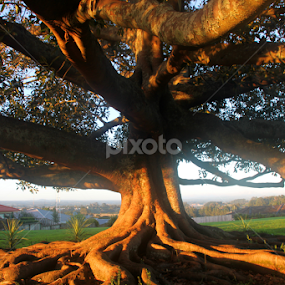 City tree at sunrise by Kirsten Gamby - Nature Up Close Trees & Bushes