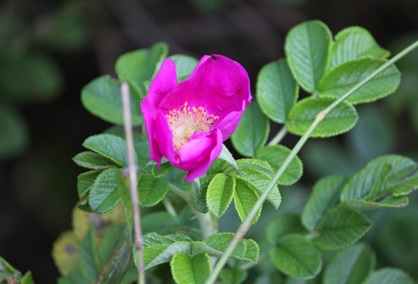 Salt spray rose | Project Noah
