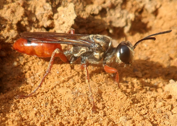 in the digger wasp experiment