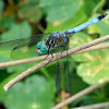Blue Dasher dragonfly (male)