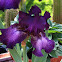 Bearded Iris"Baltic"
