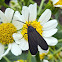 White-tipped black moth