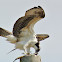 Osprey