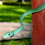 Snake on a Post by David JC -  