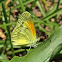 Dainty Sulphur