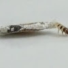 Household case bearer caterpillar