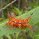 Nettle caterpillar