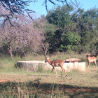 impala