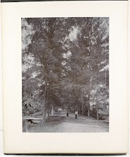 Gezicht op Tjemara Allee, Tandjong Poera, Sumatra (Tjemara Allee Tandjong Poera)