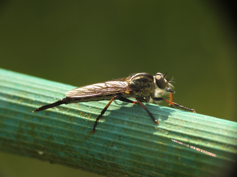 Robber Fly?