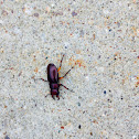Ground beetle