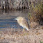 Squacco Heron; Garcilla Cangrejera