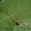 Leaf Katydid (nymph)