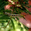 Omnivorous Tussock Moth Caterpillar