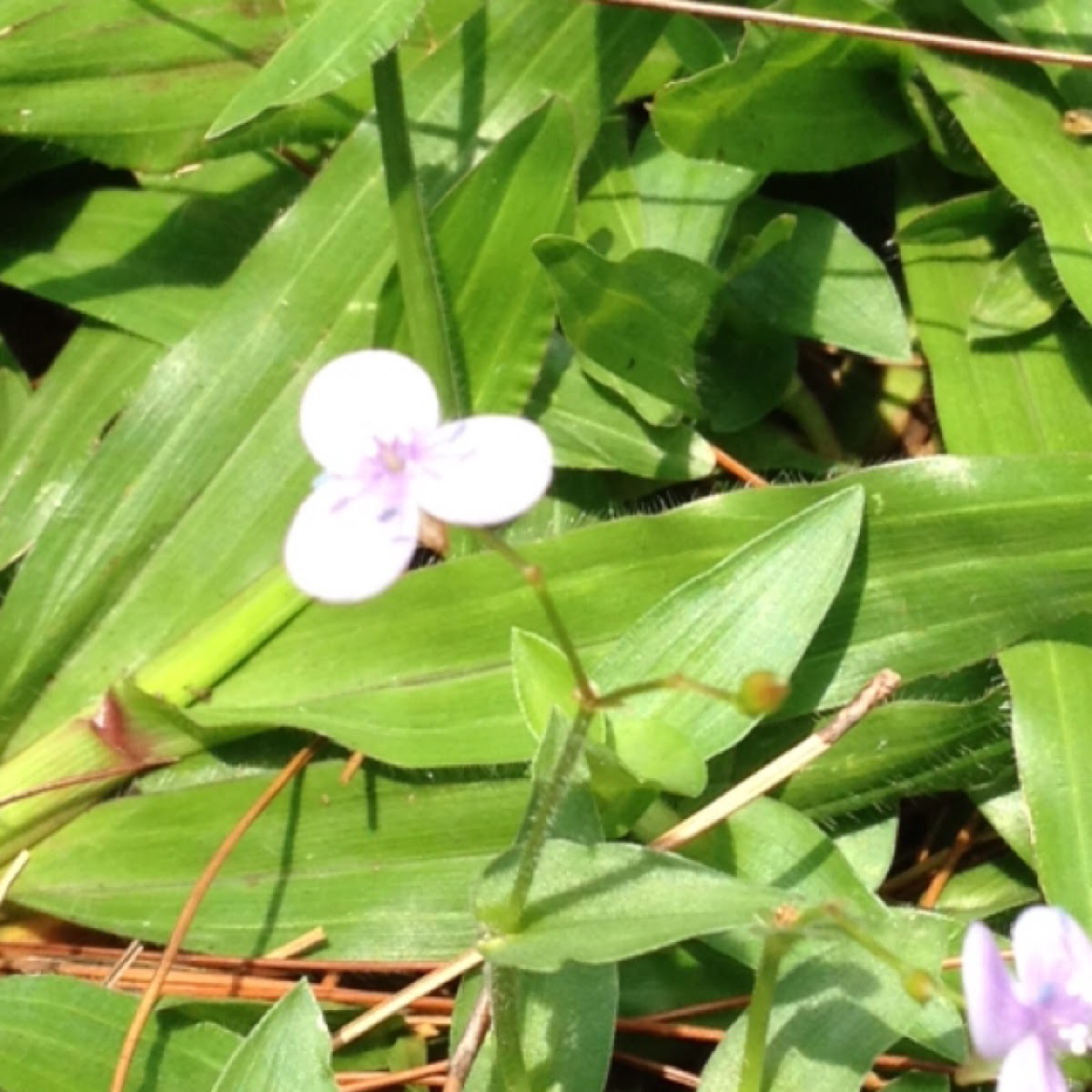 Spiderwort