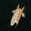 Lymantriidae Moth
