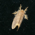 Lymantriidae Moth