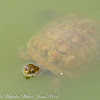 Iberian Pond Turtle