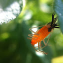 Eastern Boxelder Bug nymph