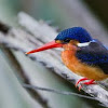 Blue Eared Kingfisher 