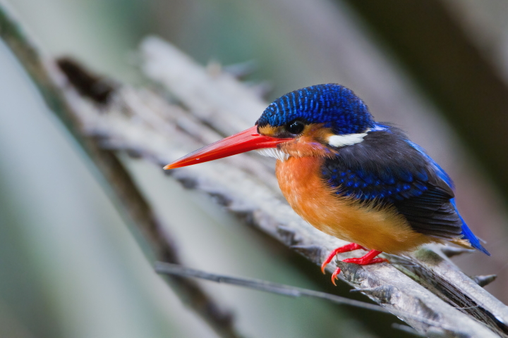 Blue Eared Kingfisher 