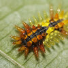 Spiny oak slug