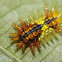 Spiny oak slug