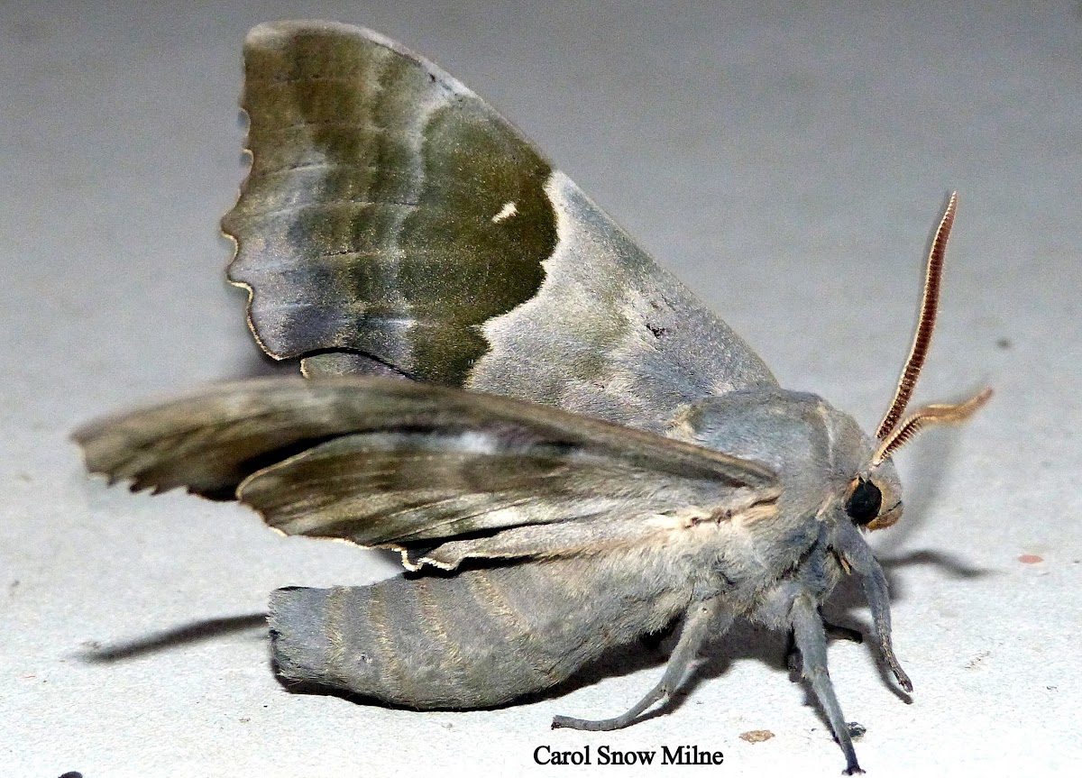 Modest Sphinx Moth